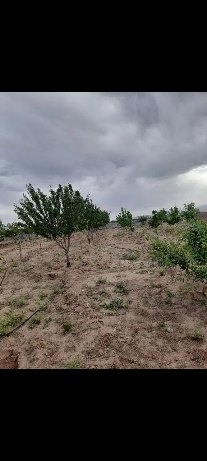 ۵۰۰ متر باغچه سنددار