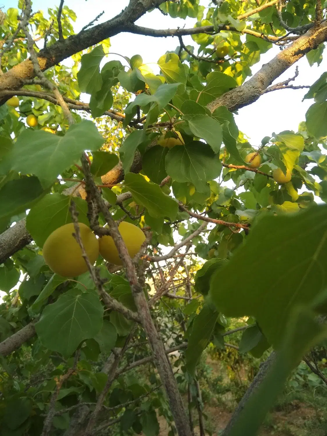 باغ قلعه سفید 550 متری