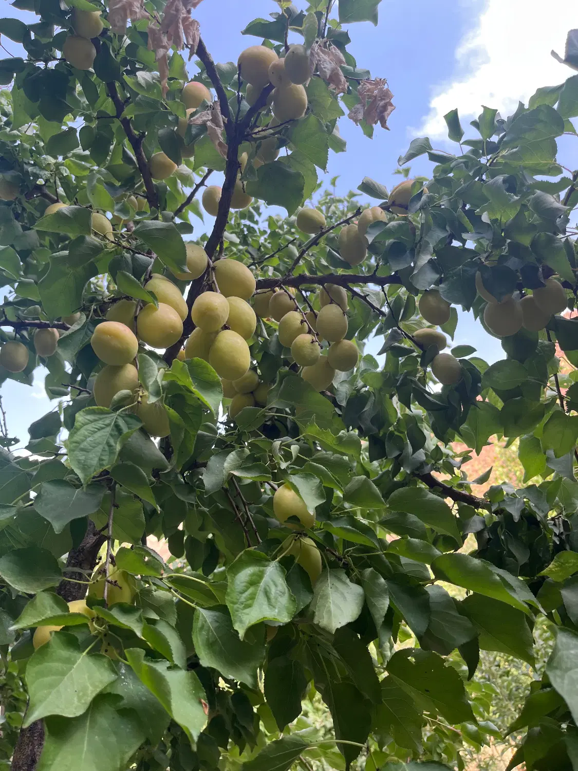 باغچه شهرکی کنار رودخانه
