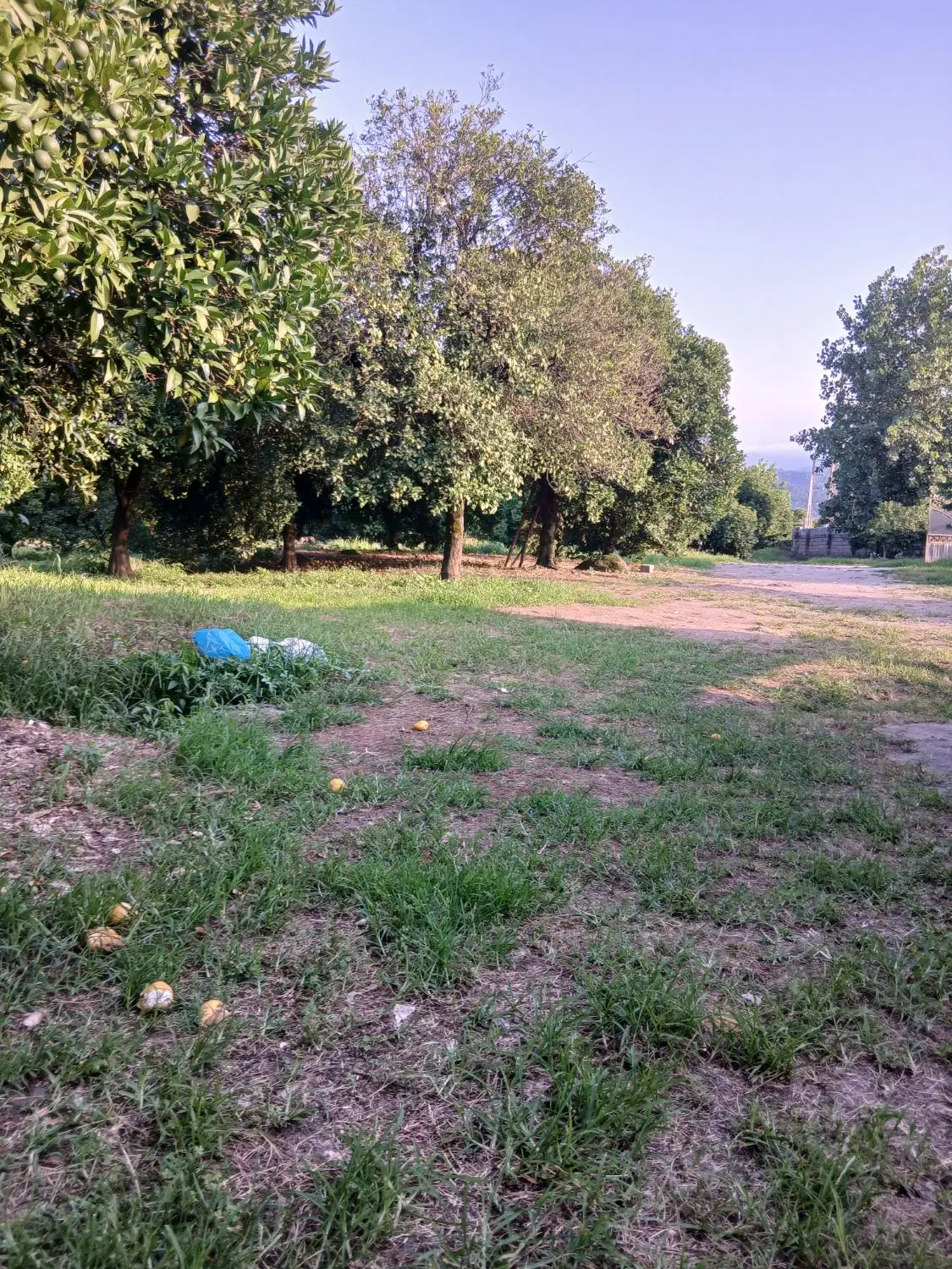 زمین جنگل جلگه ای