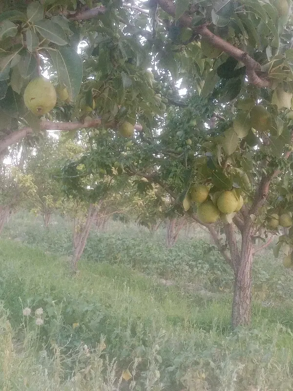 باغ گلابی