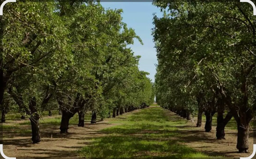 زمین باغی واقع در کوشکک