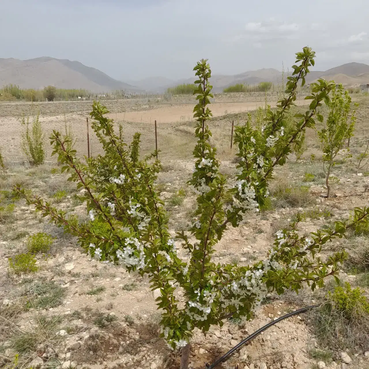 1000 مترباغ روستای سرچمن فیروز کوه