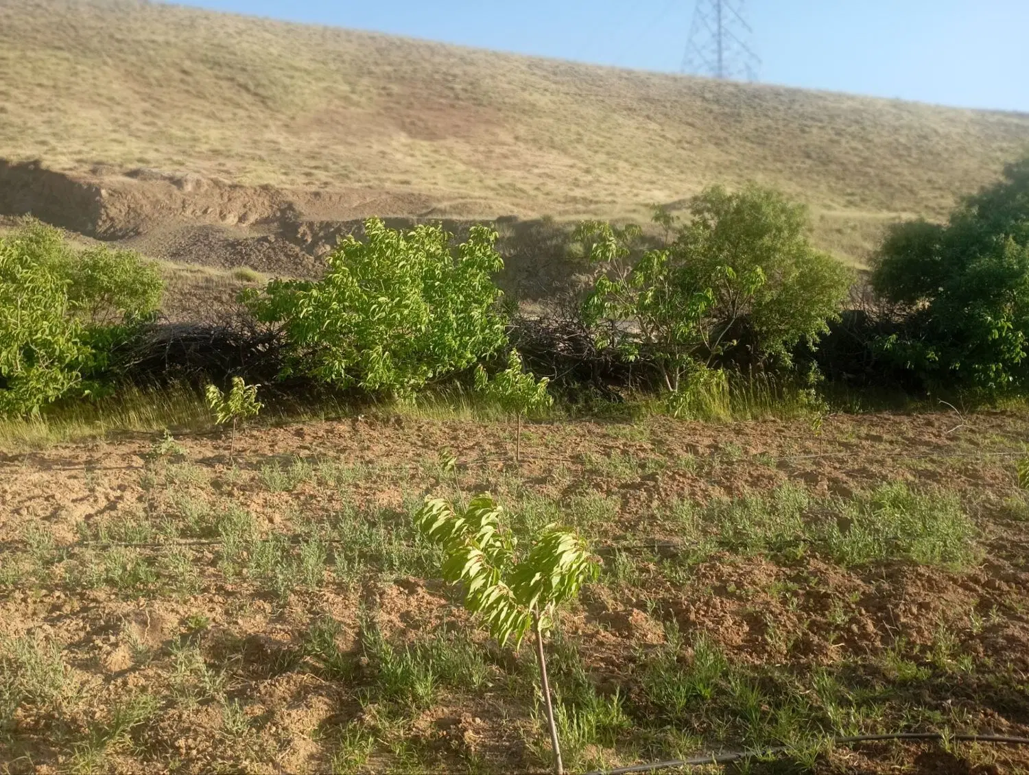 زمین کشاورزی