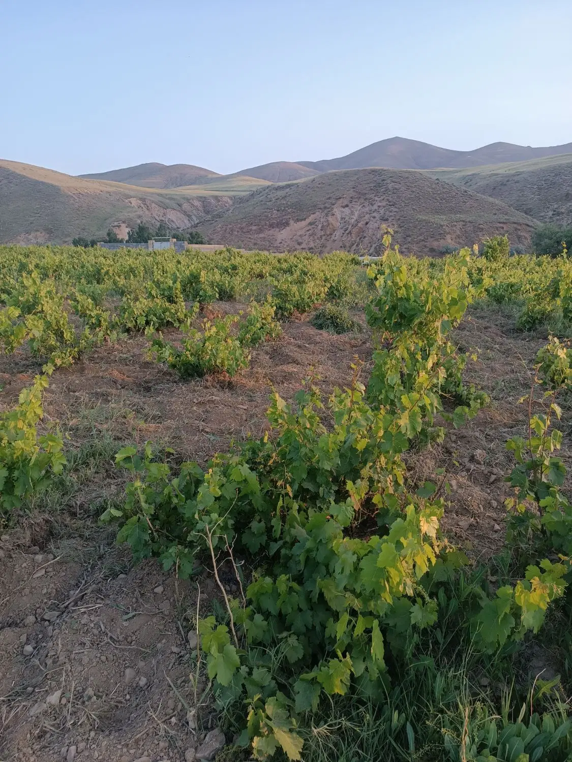 باغ انگور