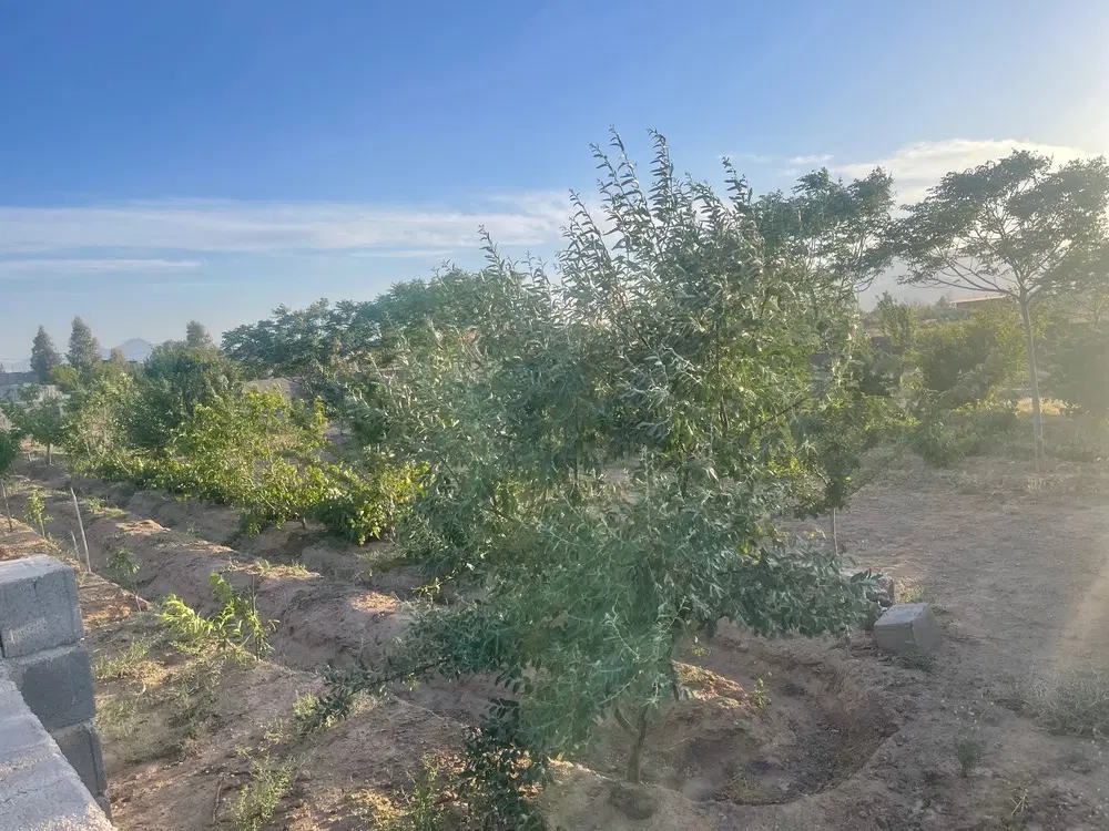 زمین باغی فروشی در دلیجان