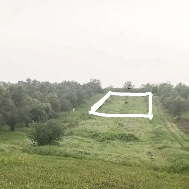 زمین کشاورزی توریستی محمد آباد