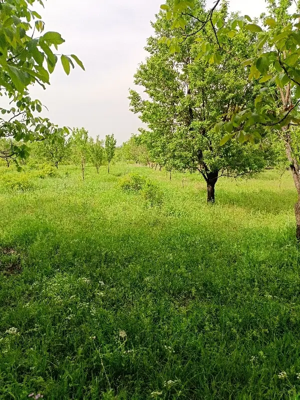 باغ باغچه زمین ویلا آذرشهر
