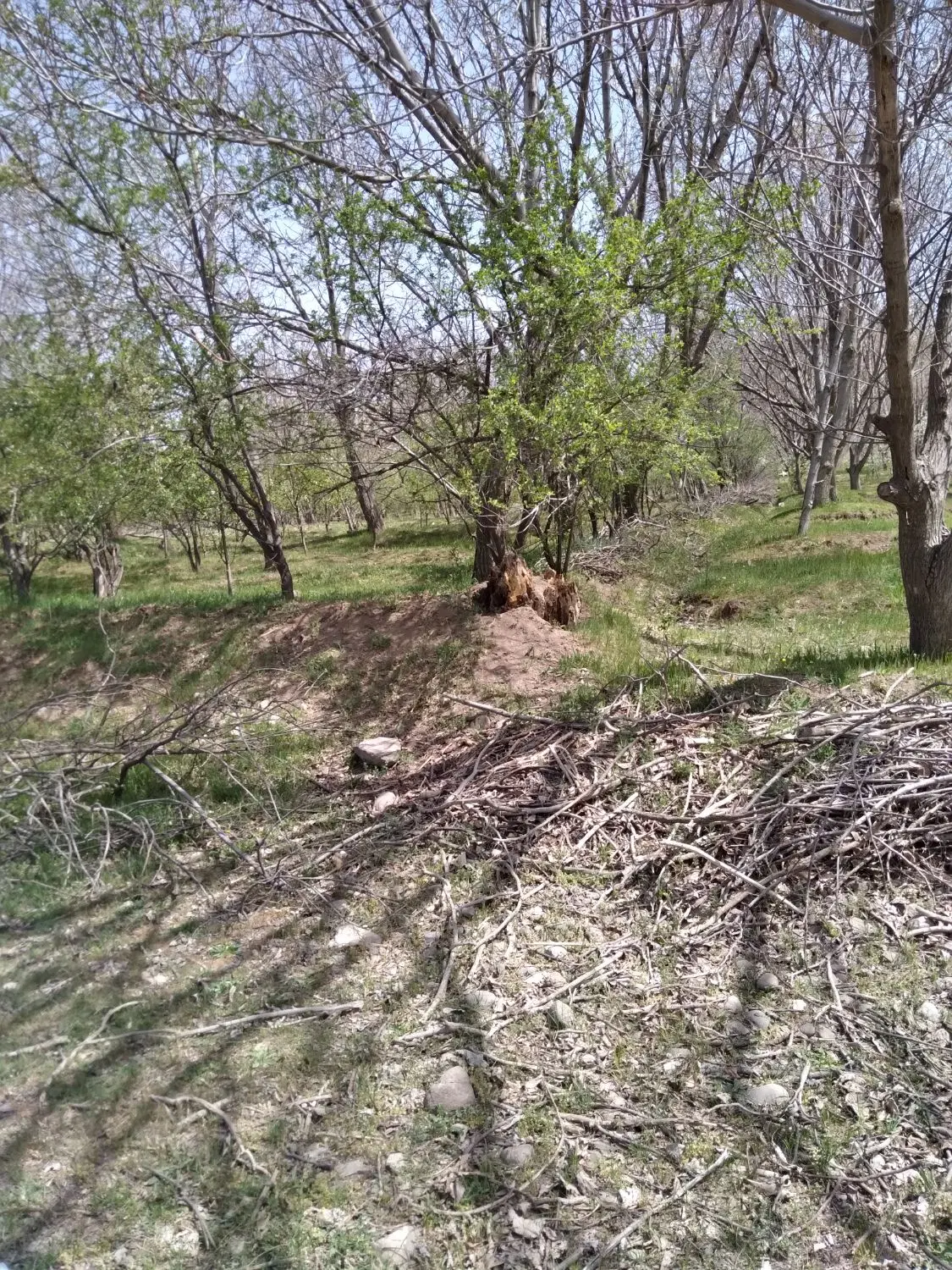 باغ اجاره ای