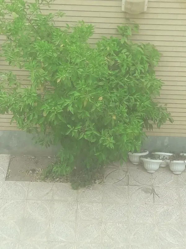 رهن و اجاره منزل