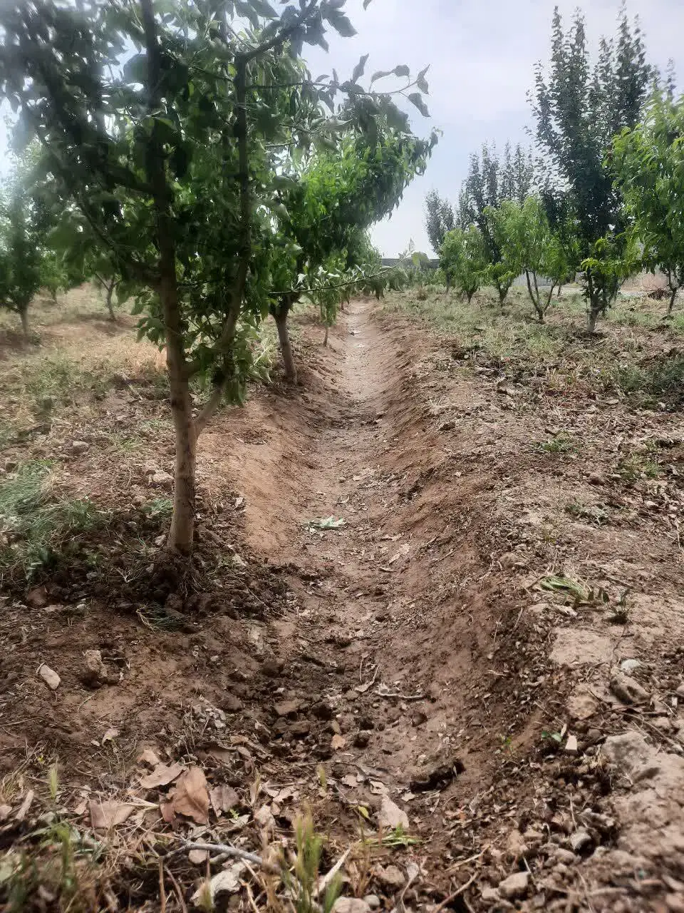 باغچه 500 متری شهریار