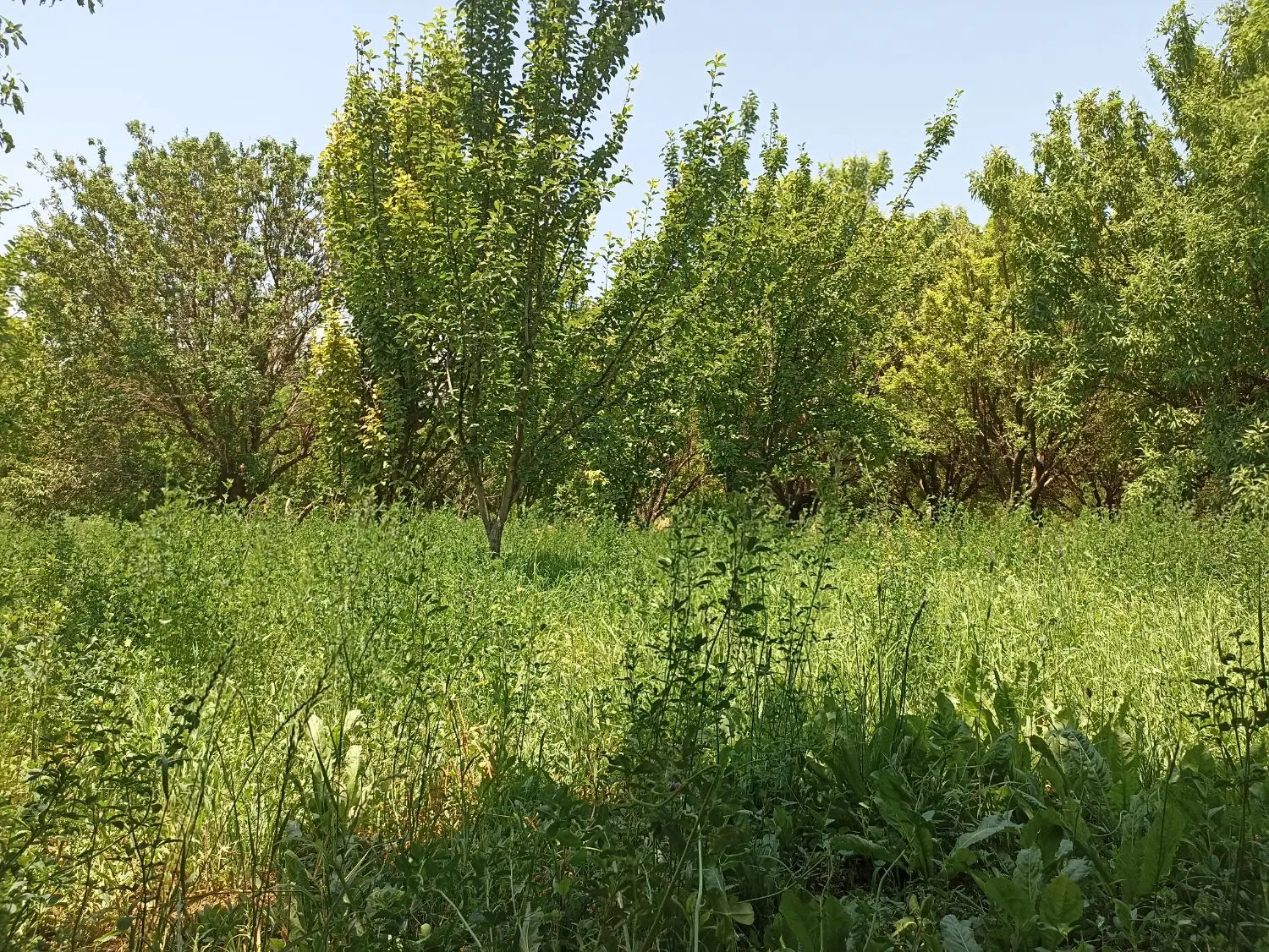 باغ