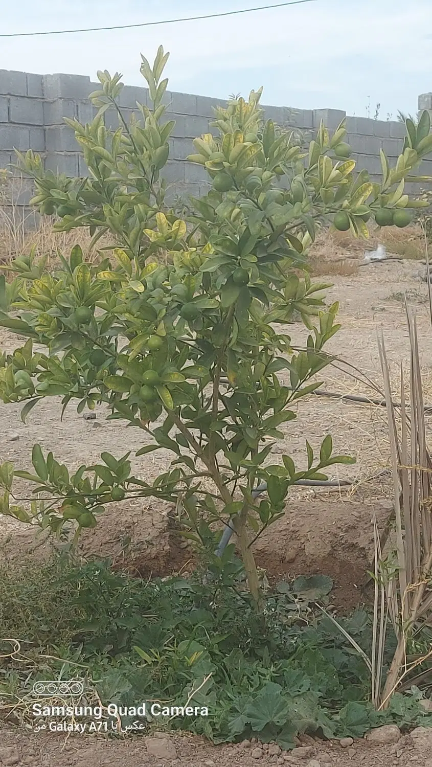 فروش زمین