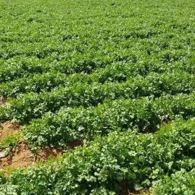 فروش زمین کشاورزی