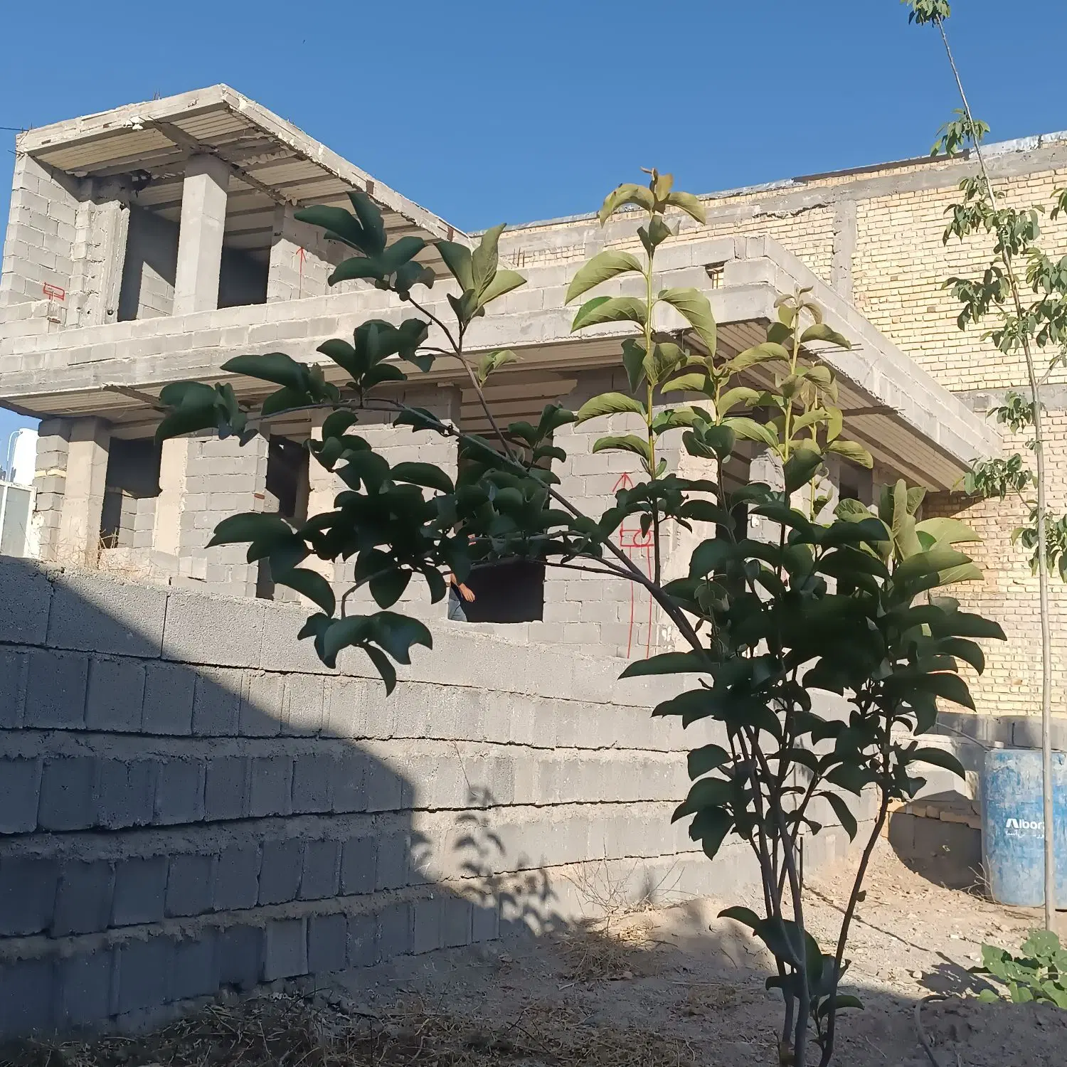 باغ شهری  (تیون)