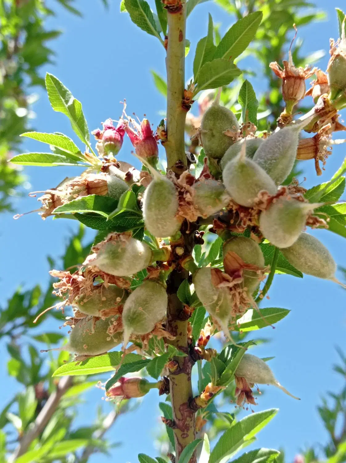 باغ روستای فیروزآباد