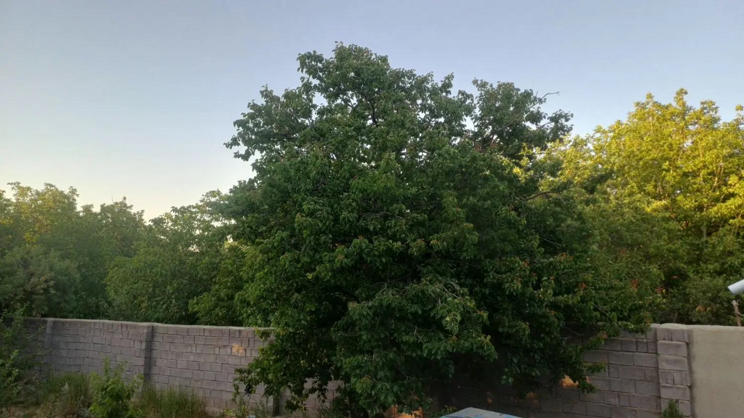 باغ میوه.