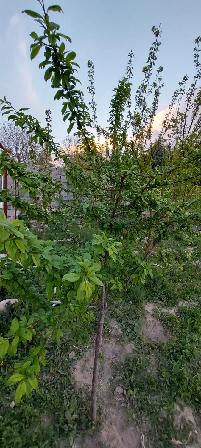 فروش باغ در اسکو