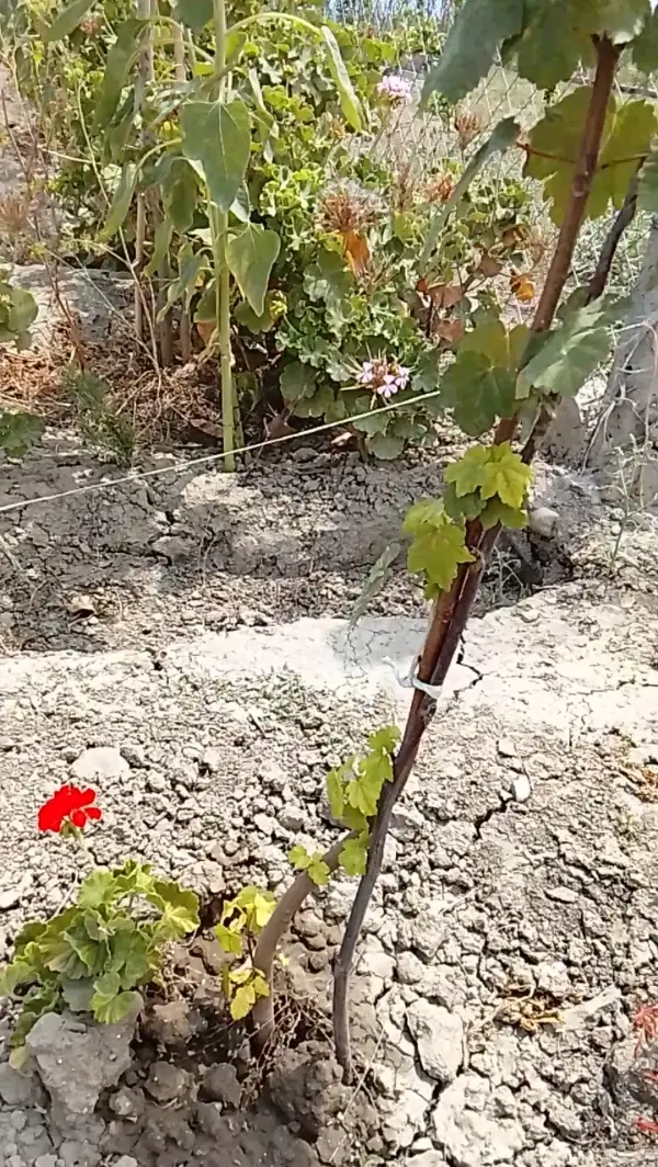 زمین باغی شکار با درختان چهارفصل