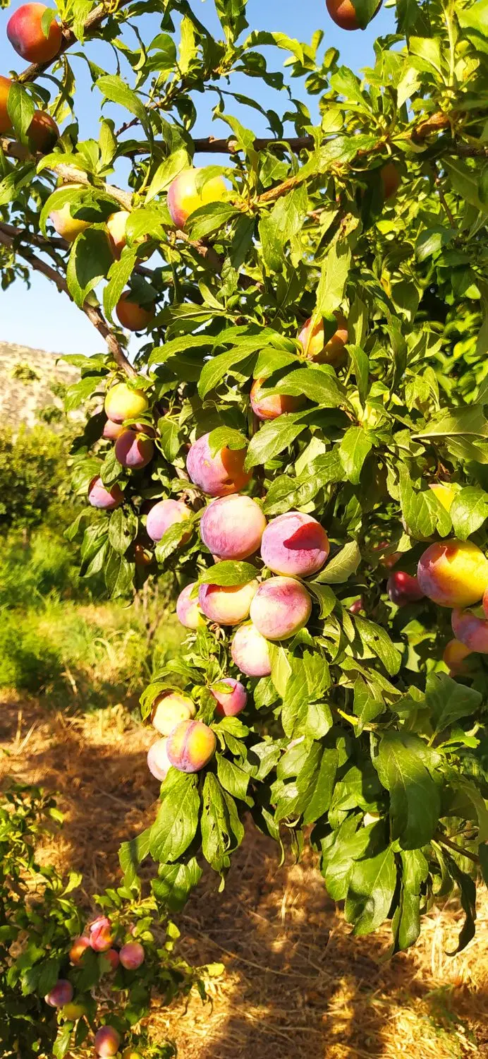 فروش یک قطعه باغ 7ساله سراب ایوان