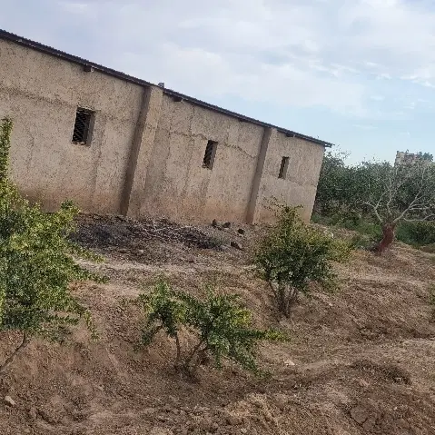 باغ زرشکی و پسته ای