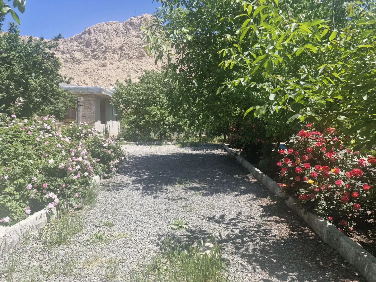 شراکت در کافه باغ