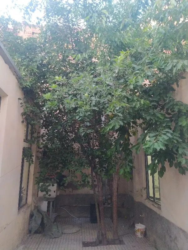 زمین کلنگی