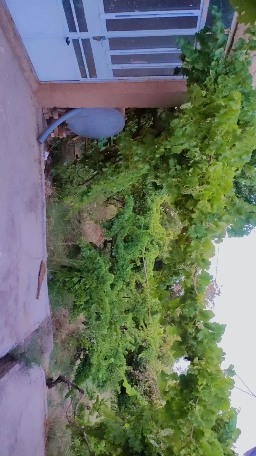 خونه باغ دلویی