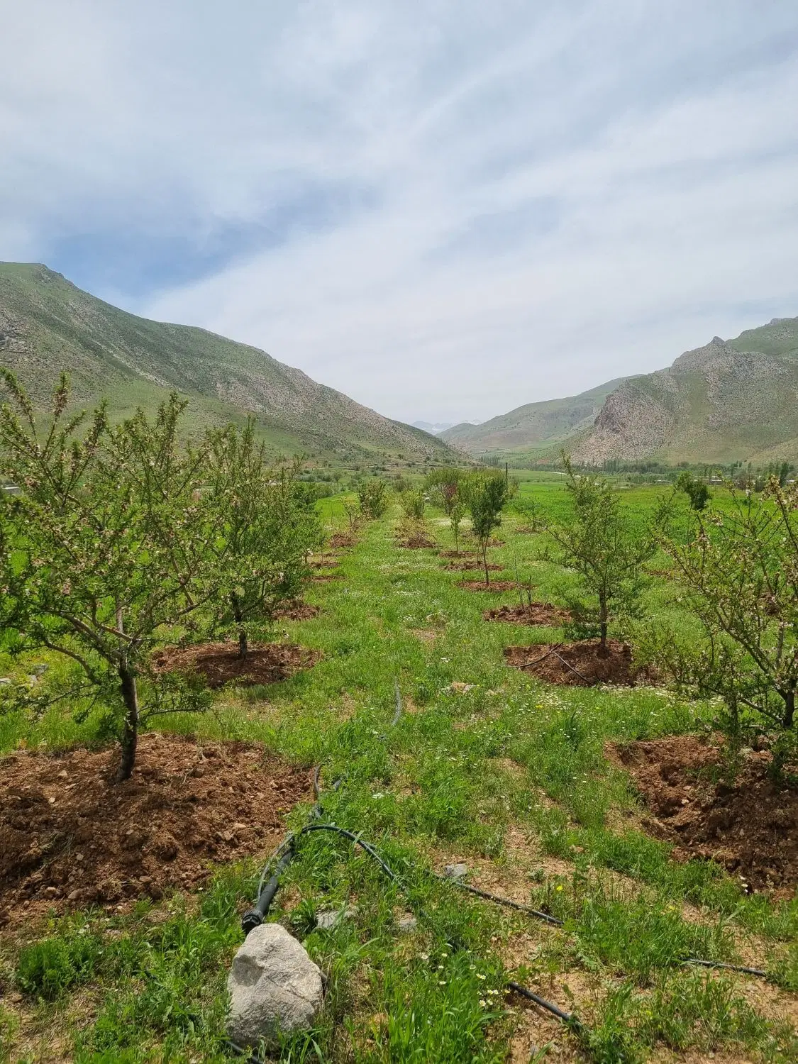 باغ کنگرشاه(اسلام آباد سفلی)