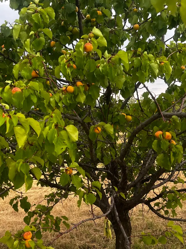 باغ در نزدیکی شهرک