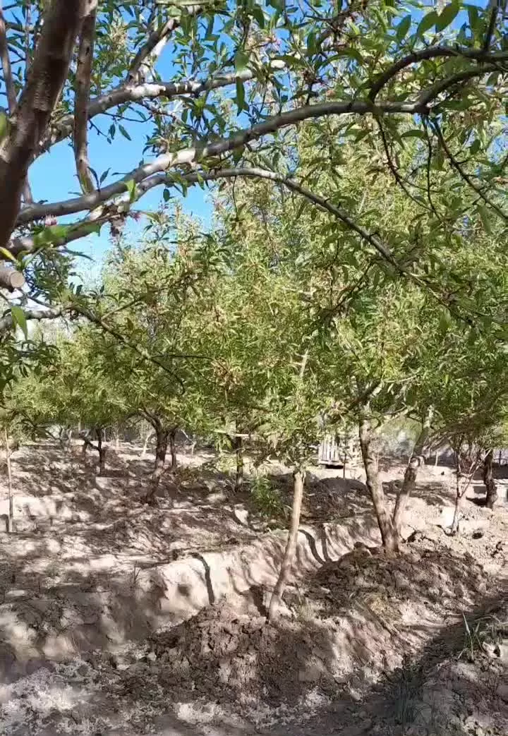 باغ با مجوز ساخت ویلا (پارک شهر)