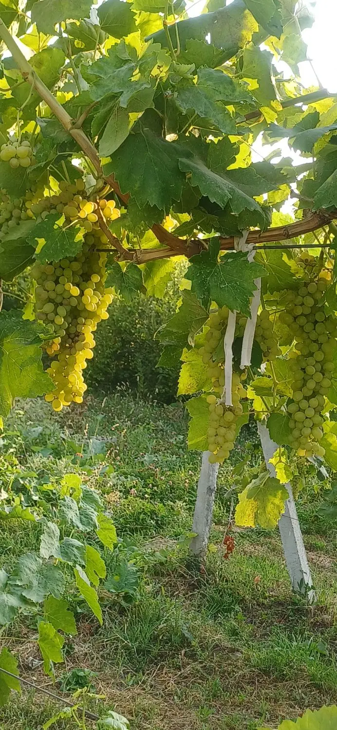 اجاره انگور