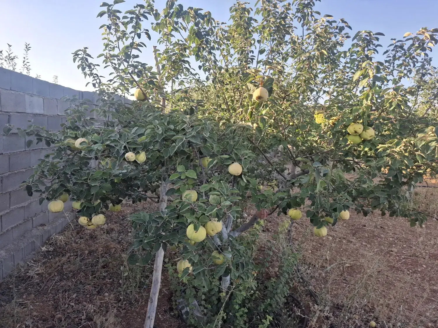 باغ ابپرده
