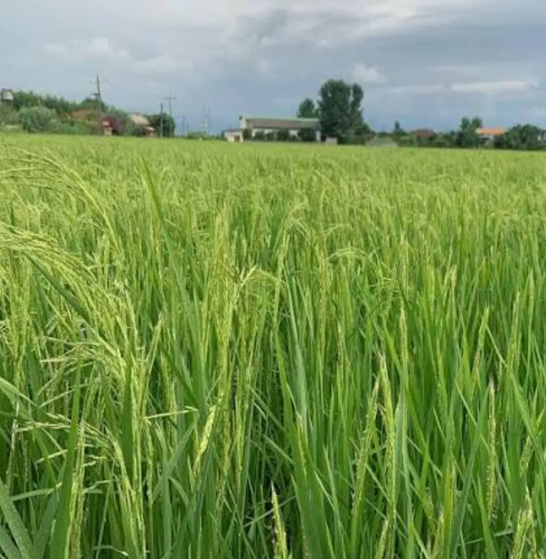 زمین کشاورزی،باغی،دام و طیور