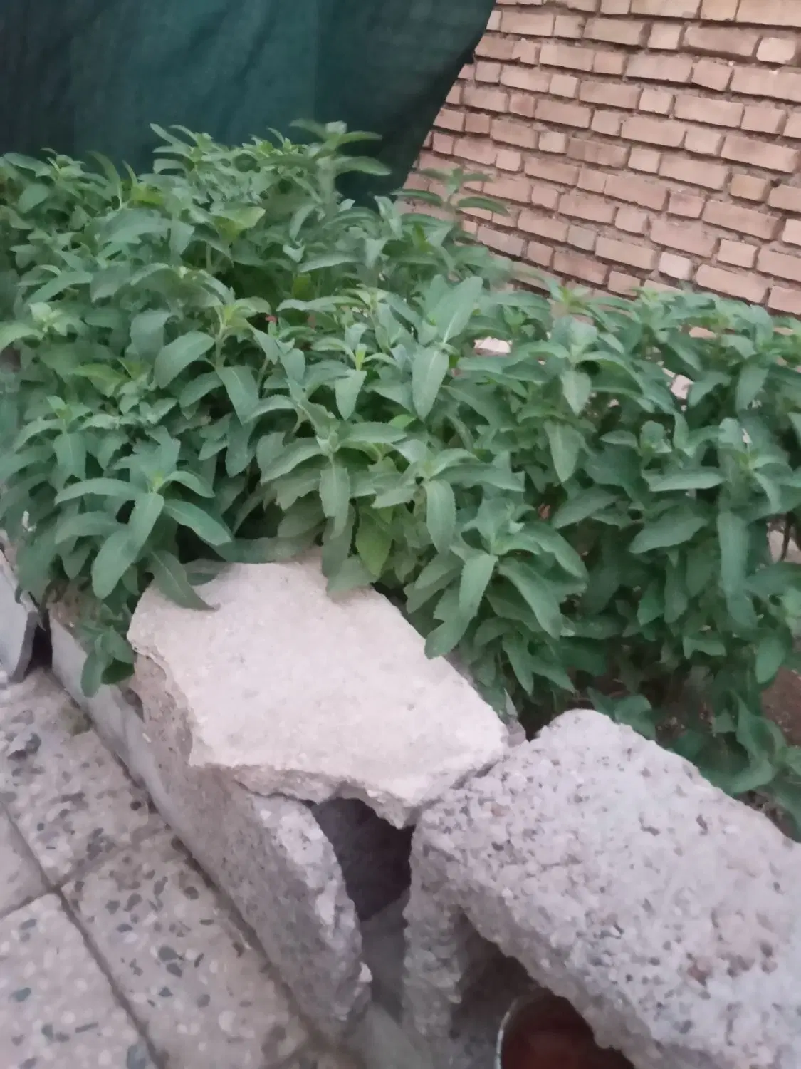 زمین نه دی خ گل ارا نیمه کاره ۳۰۰ متر قولنامه ایی