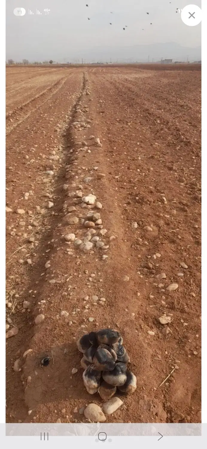 زمین کشاورزی