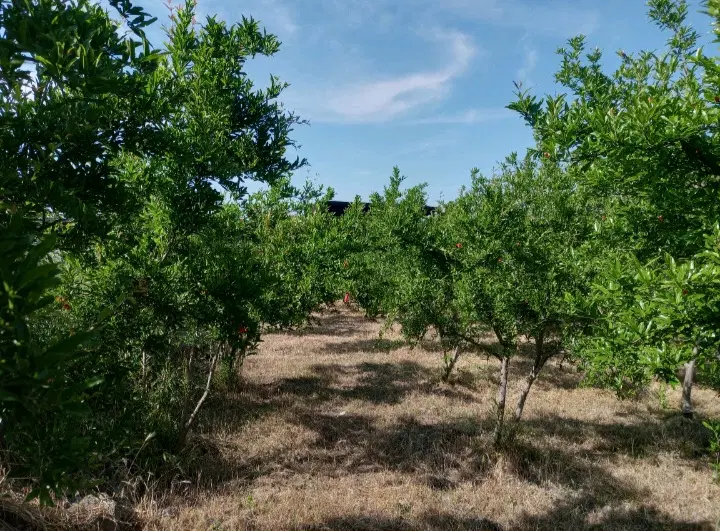 216 متر زمین اوزینه