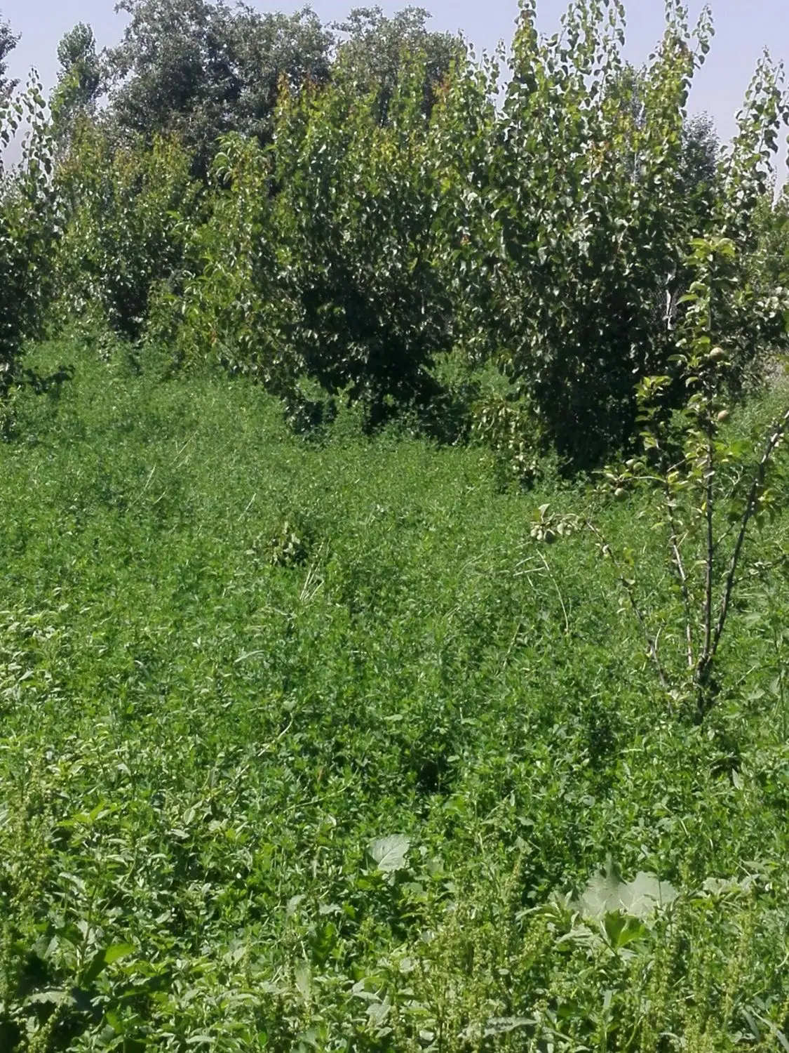 باغچه کوچک ویلایی