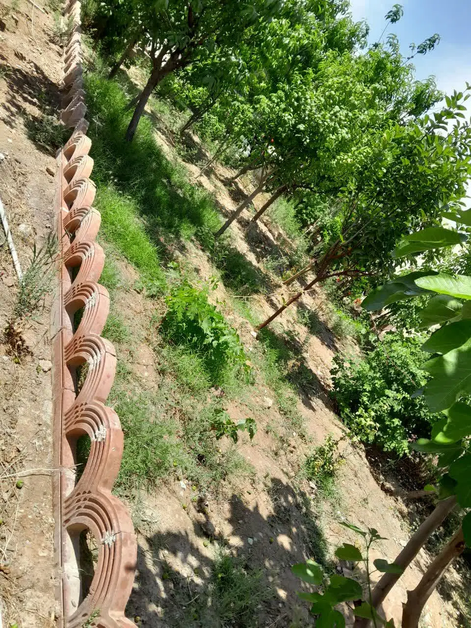 باغچه سرسبز باغخواص ورامین
