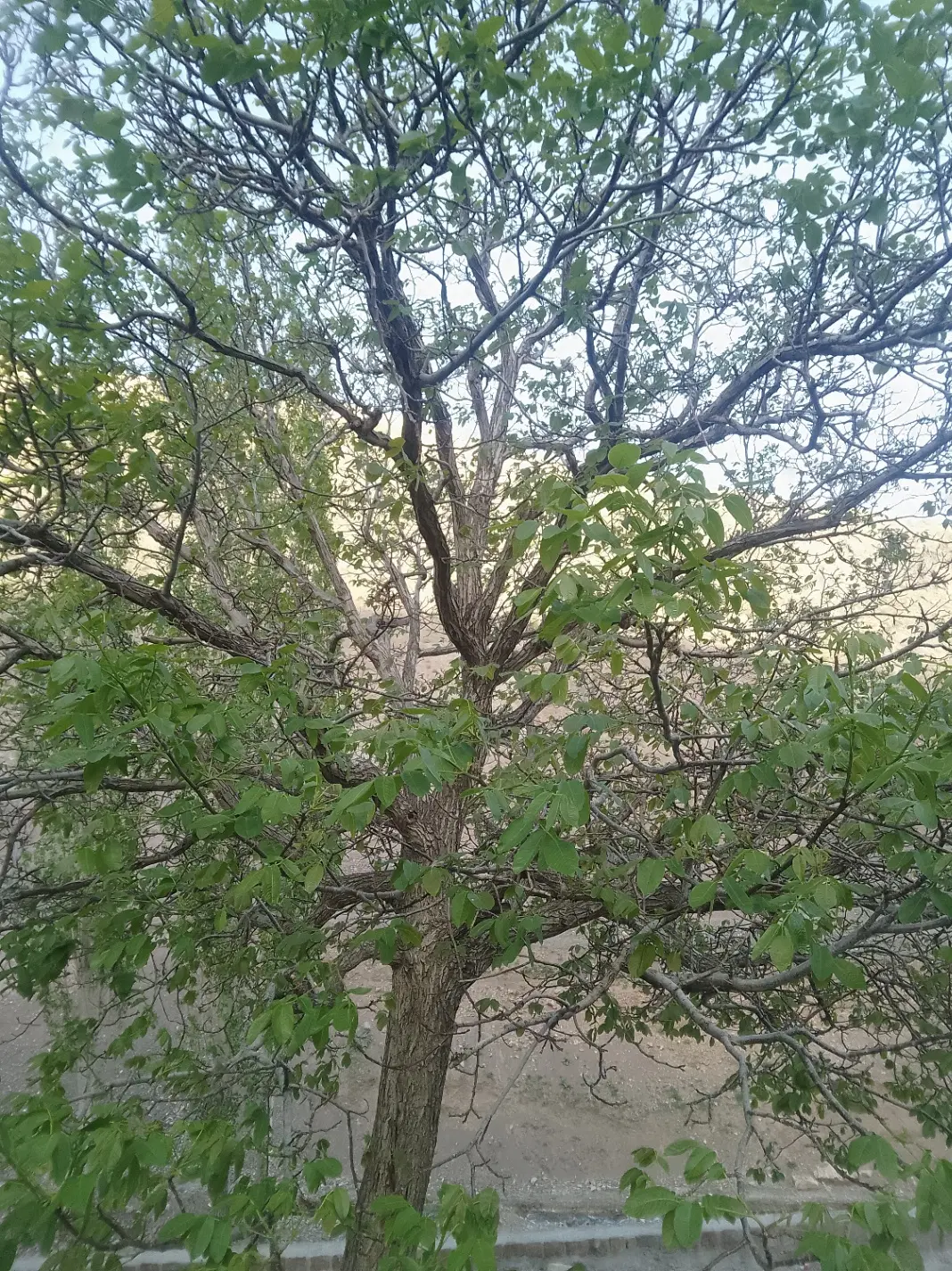 باغ داخل بافت جابان