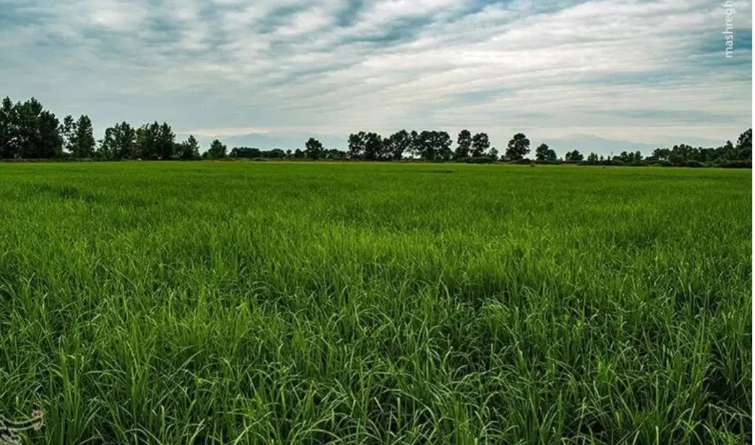 زمین شالیزار