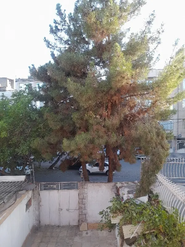 فروش ملک هاشمیه ۵۱