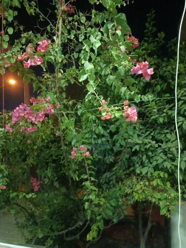 خانه اجاره ای سانیج