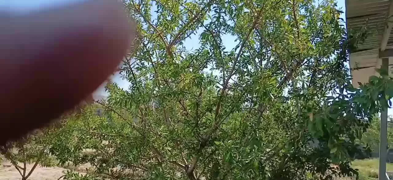باغ شاجی صوفیان