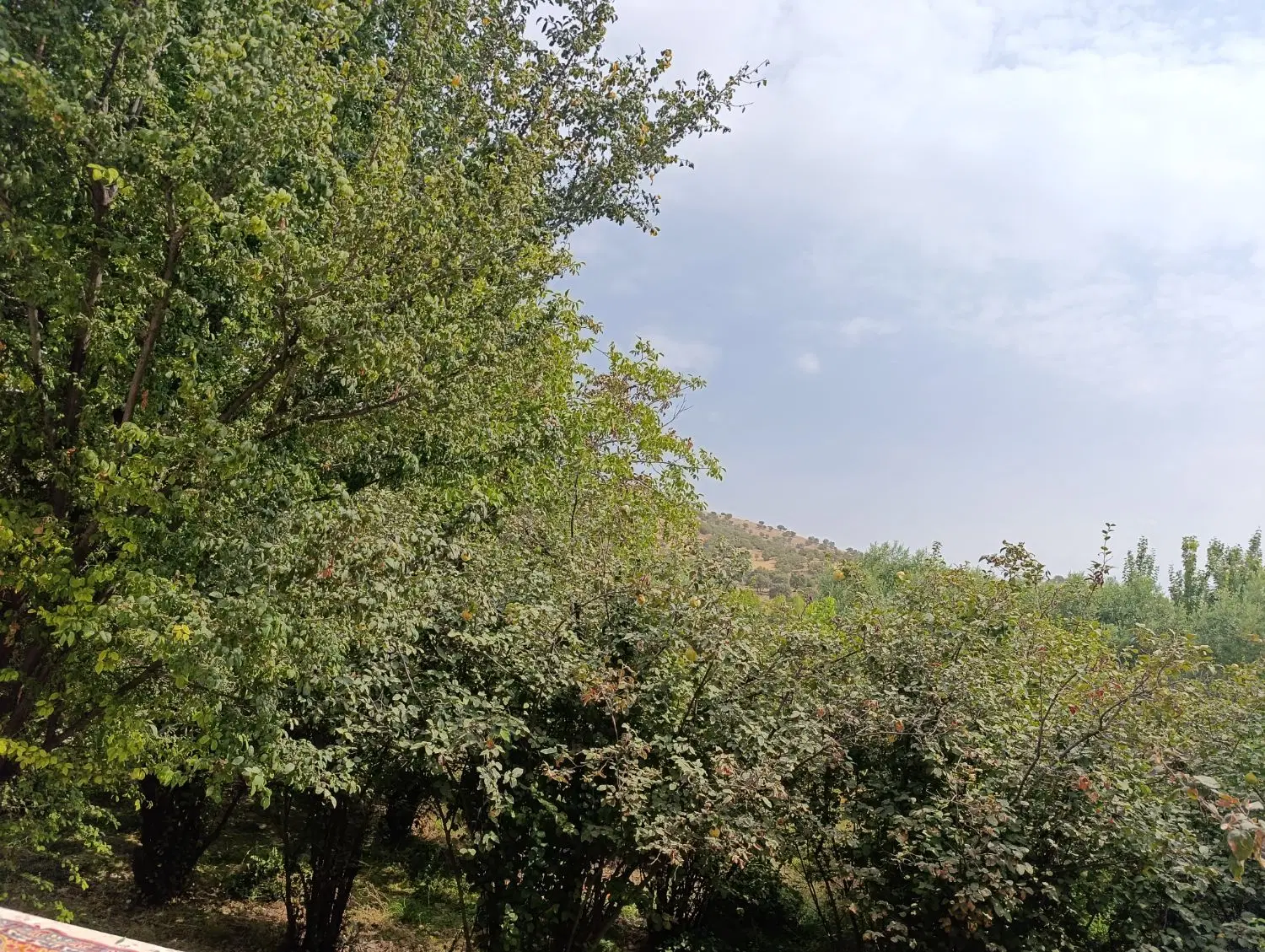 زمین باغی ۶۰۰متر گاوخونه