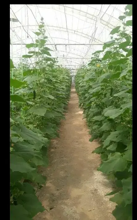 سازه گلخانه