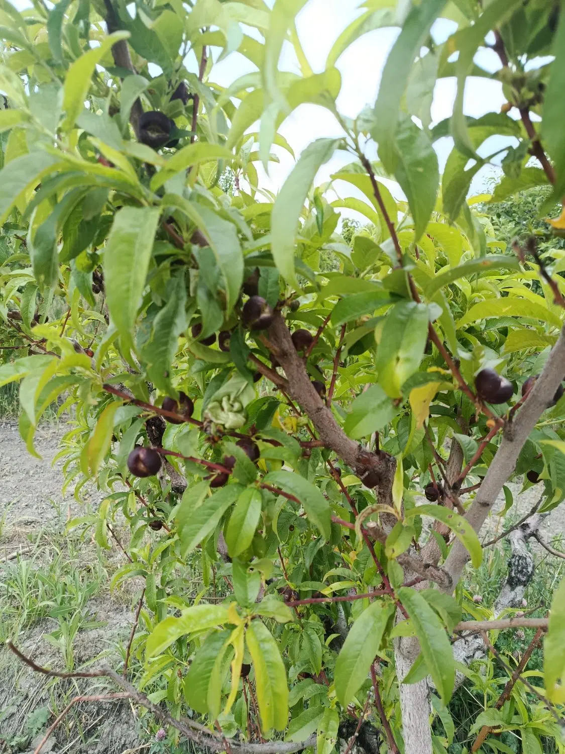 زمین زراعی به متراژ ۱۰۰۰ متر