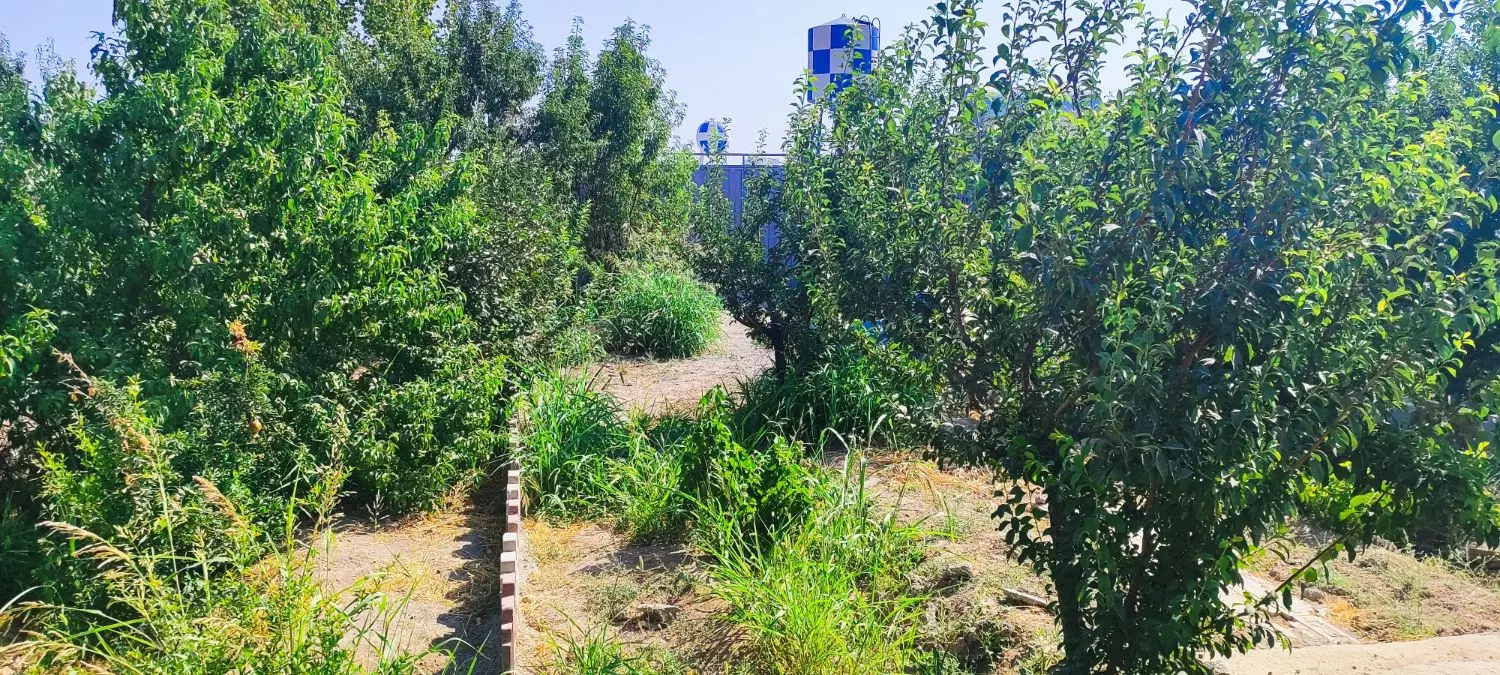 باغچه چهار دیواری