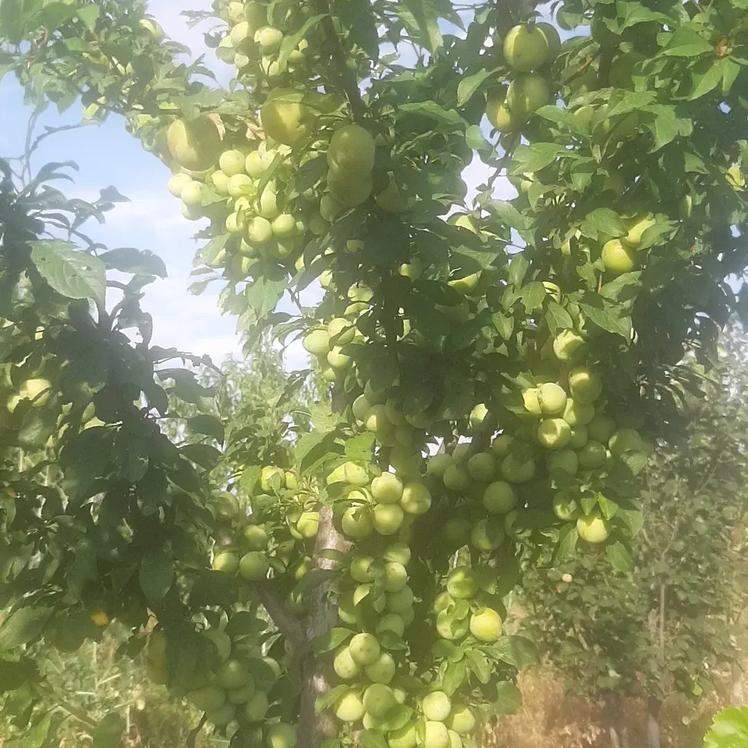 باغ به متراژ ۲۰۰۰ متر