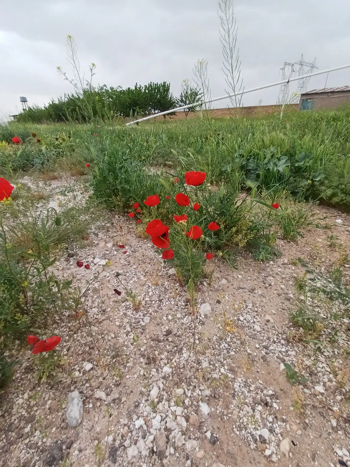 زمین ۱۸۱ متری اقبالیه